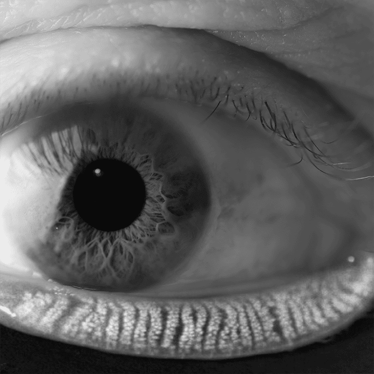 meibomian glands